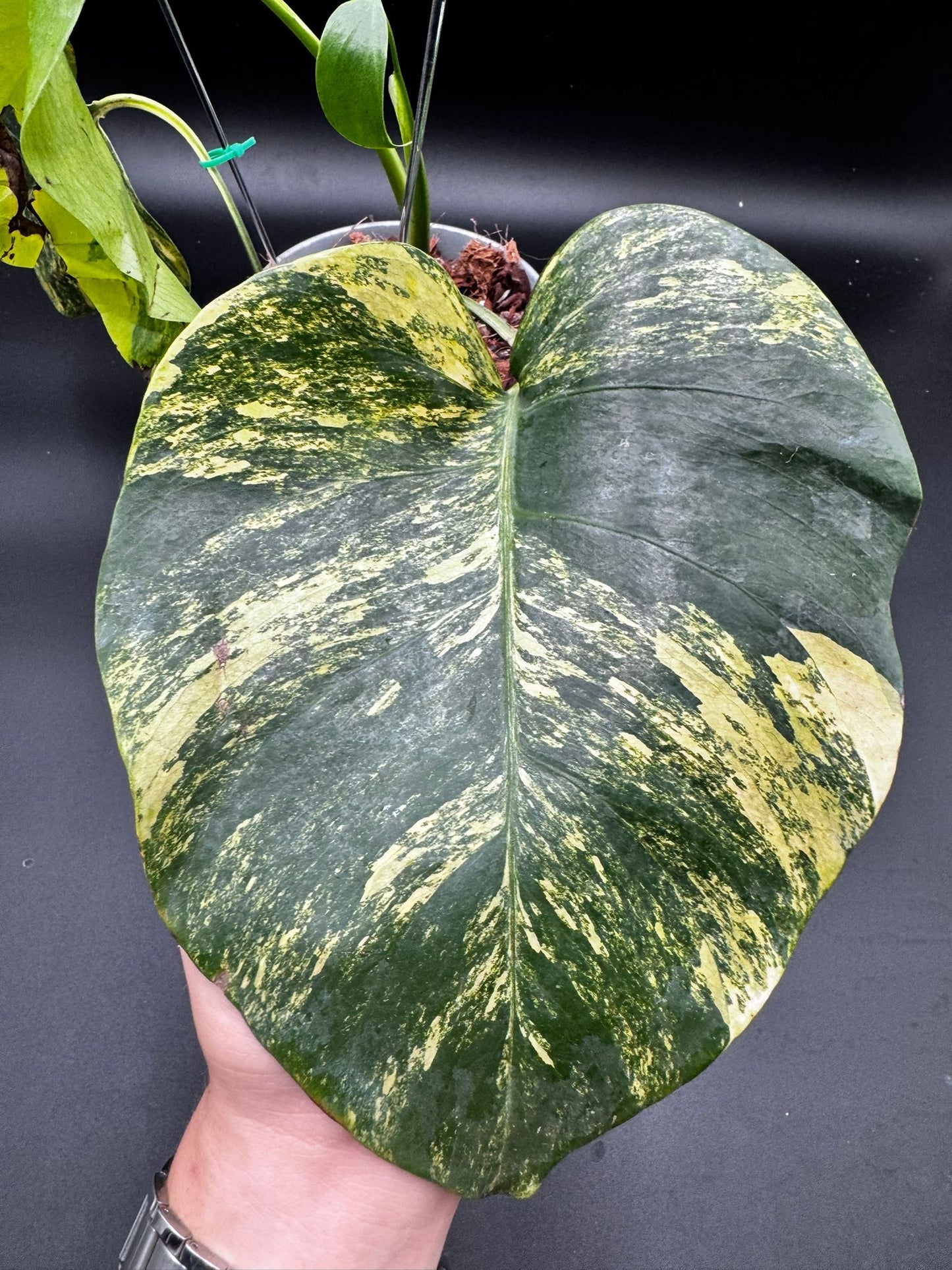 Monstera Aurea Variegata
