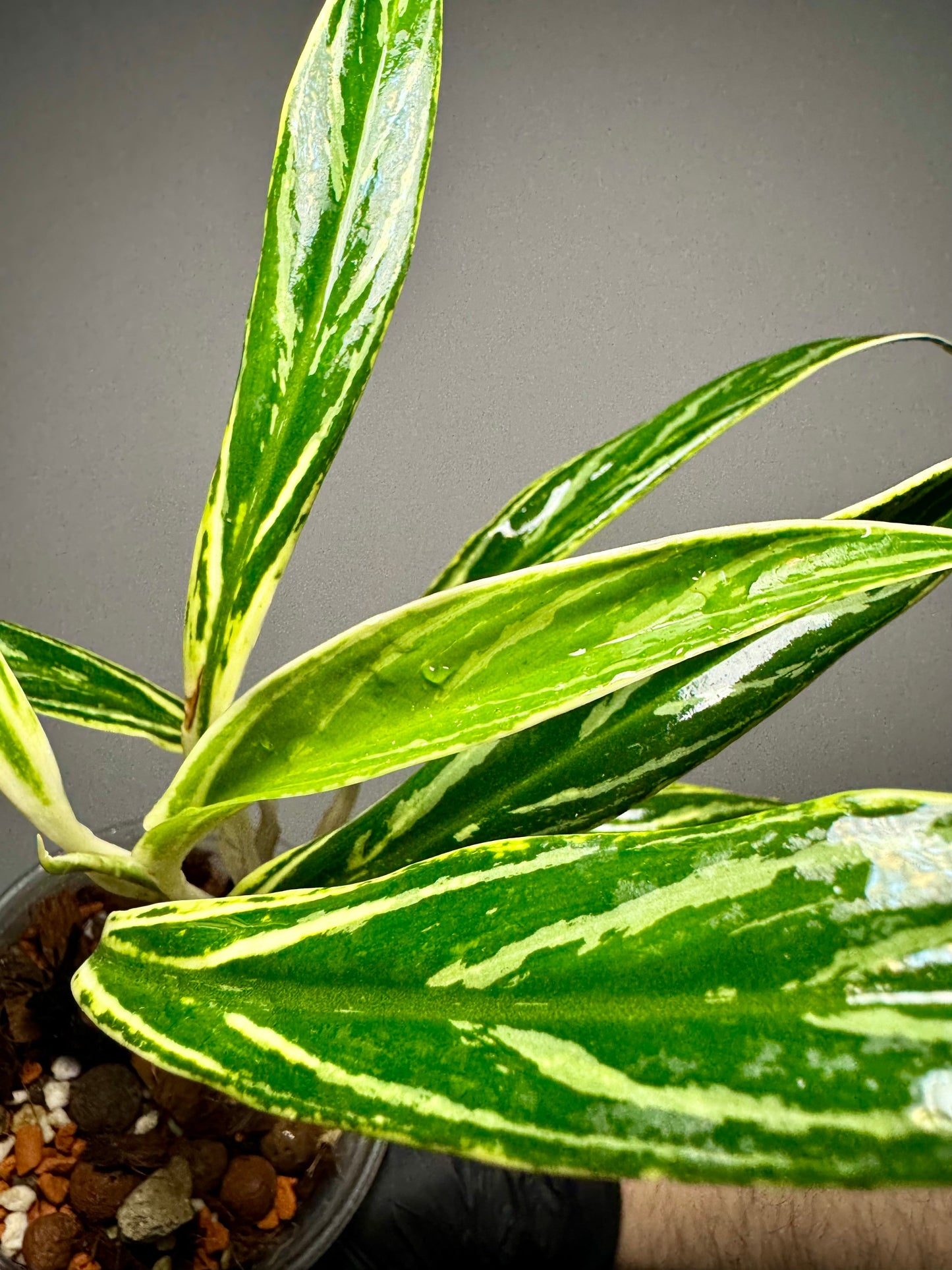Aglaonema Setthee Ruangkhao Green and White Plants