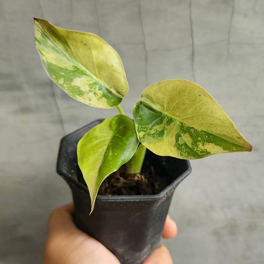 Alocasia Wentii Aurea/Gold Variegata - Précommande Green and White Plants