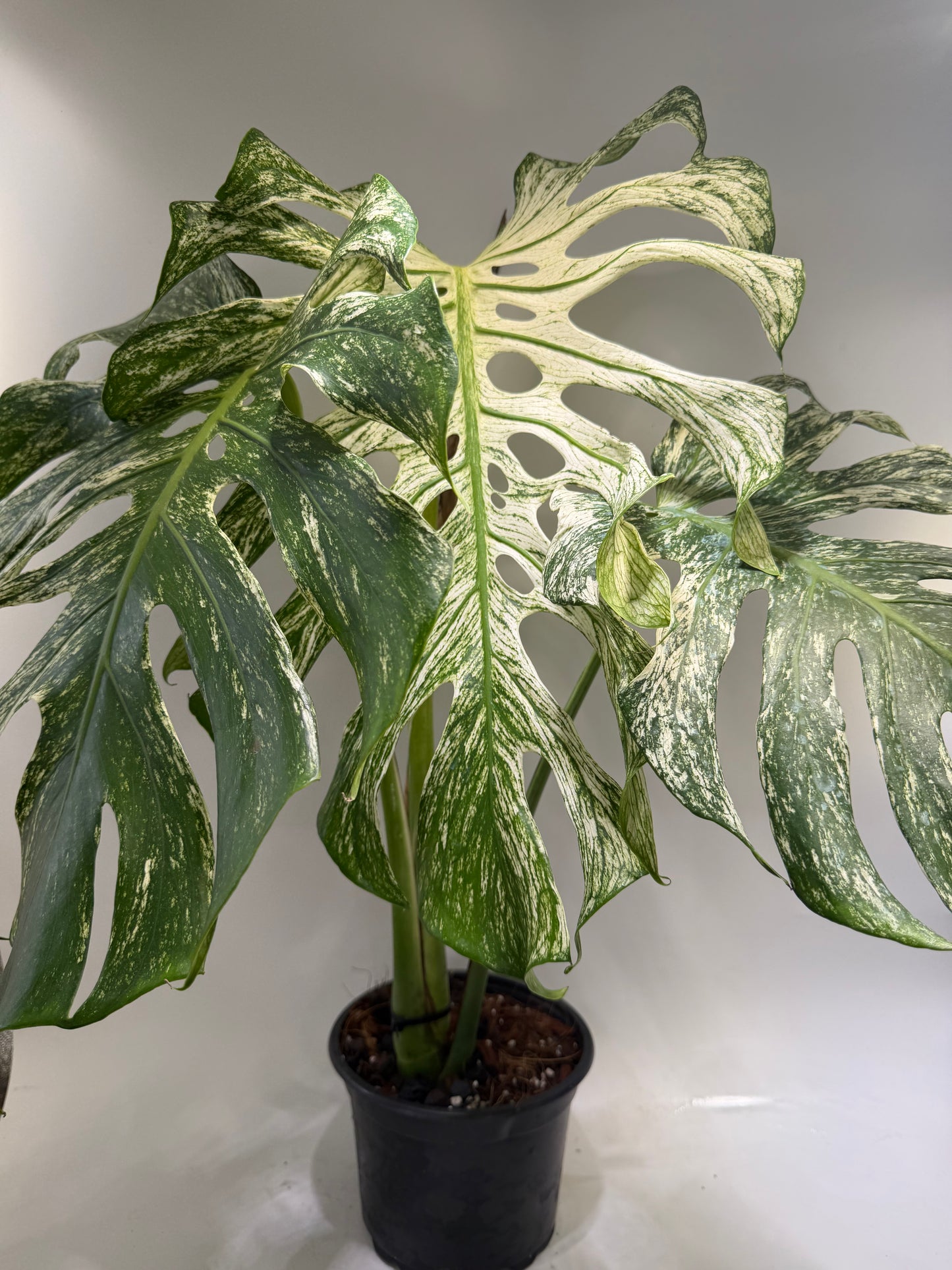 Monstera Devil Monster