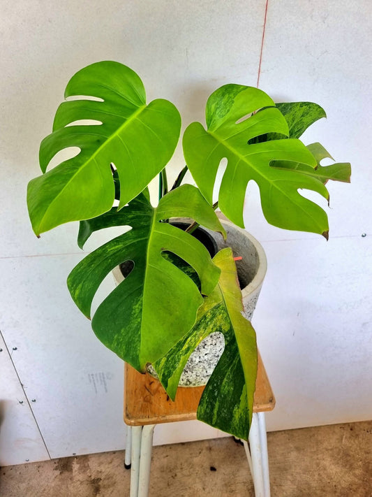 Monstera Deliciosa Green on Green Variegata - Delivery 15 days