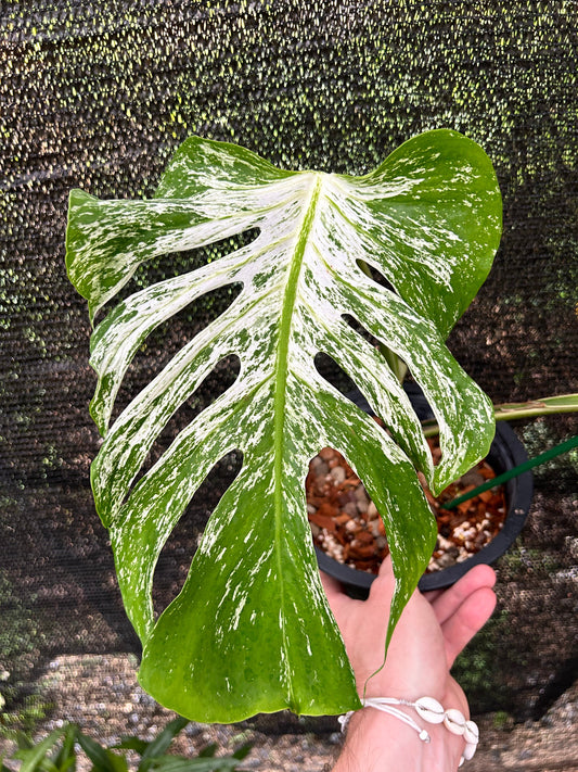 Monstera Devil Monster Green and White Plants