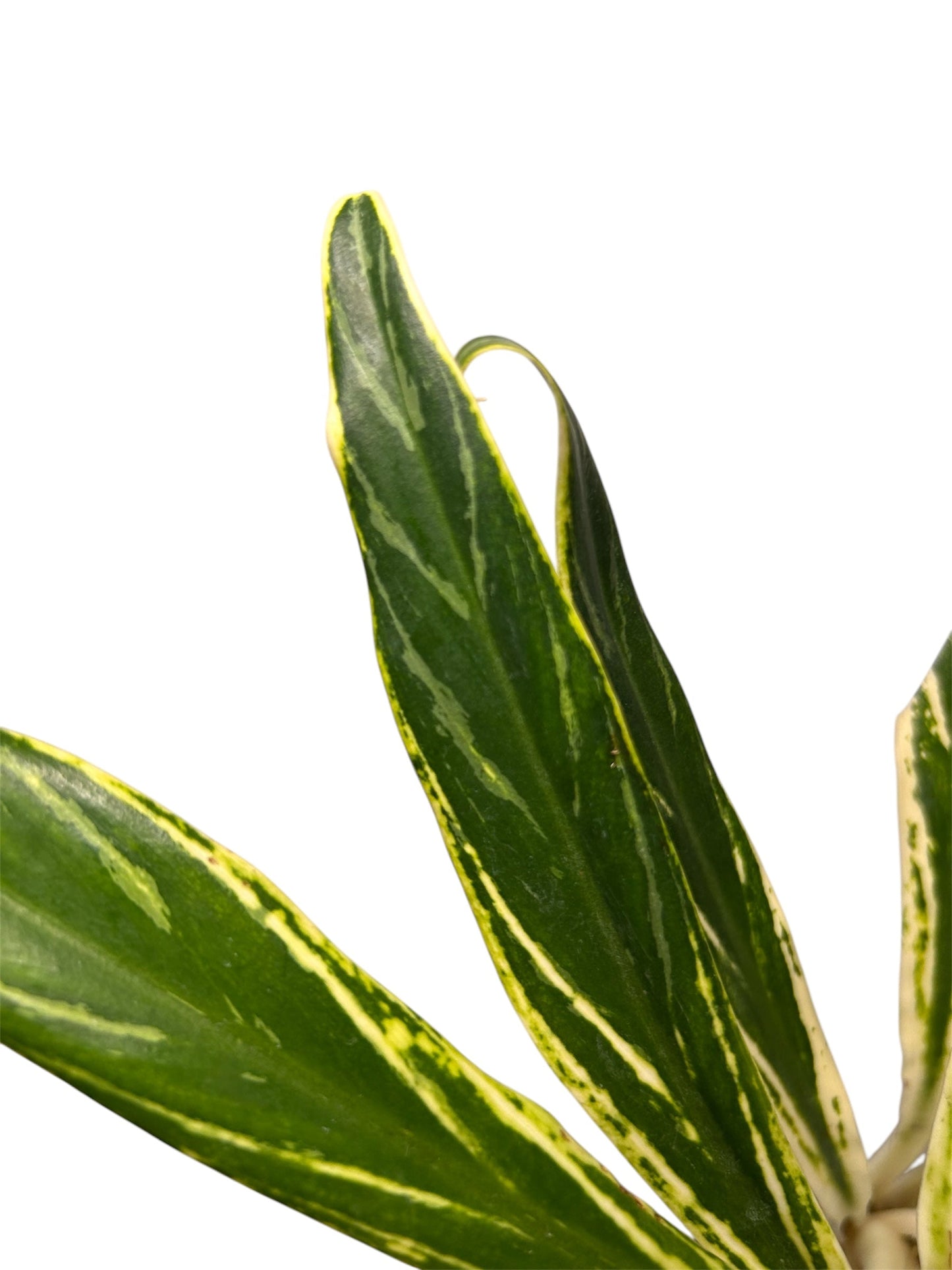 Aglaonema Setthee Ruangkhao Green and White Plants