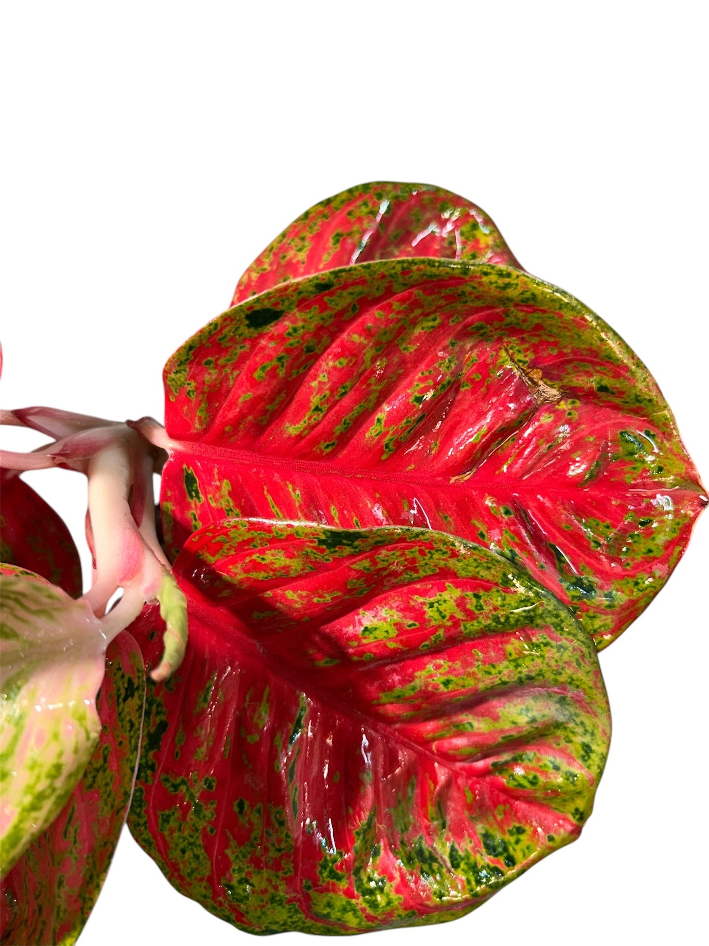 Aglaonema Sombat Siam Round Leaves Green and White Plants