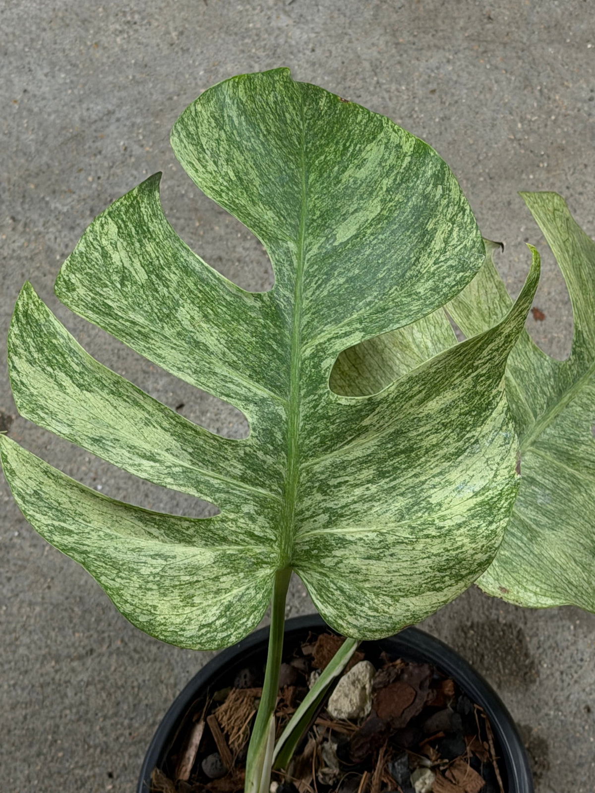 Monstera Full Mint