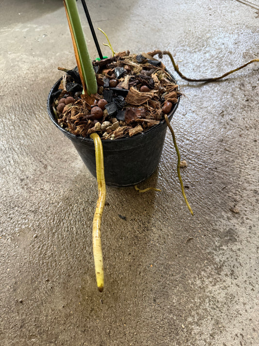 Monstera Fishbone