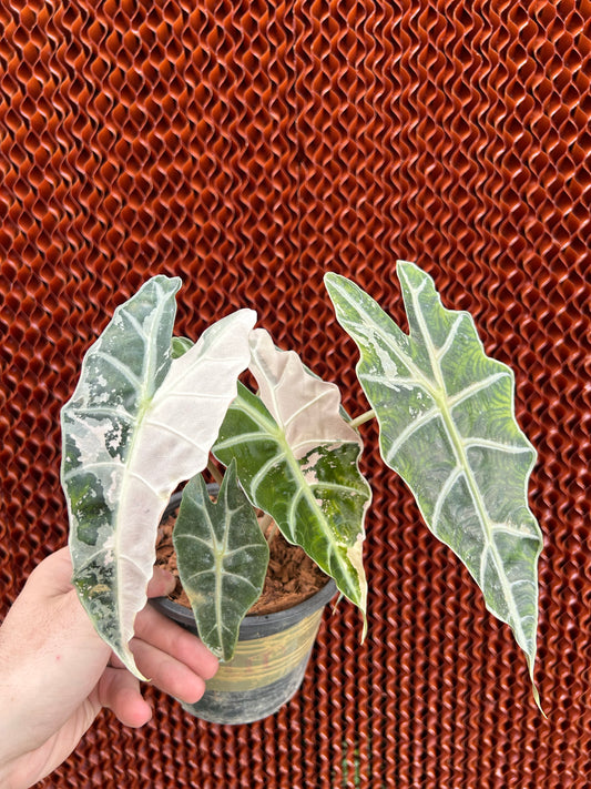 Alocasia Amazonica Albo Pink Variegata - Bulbe