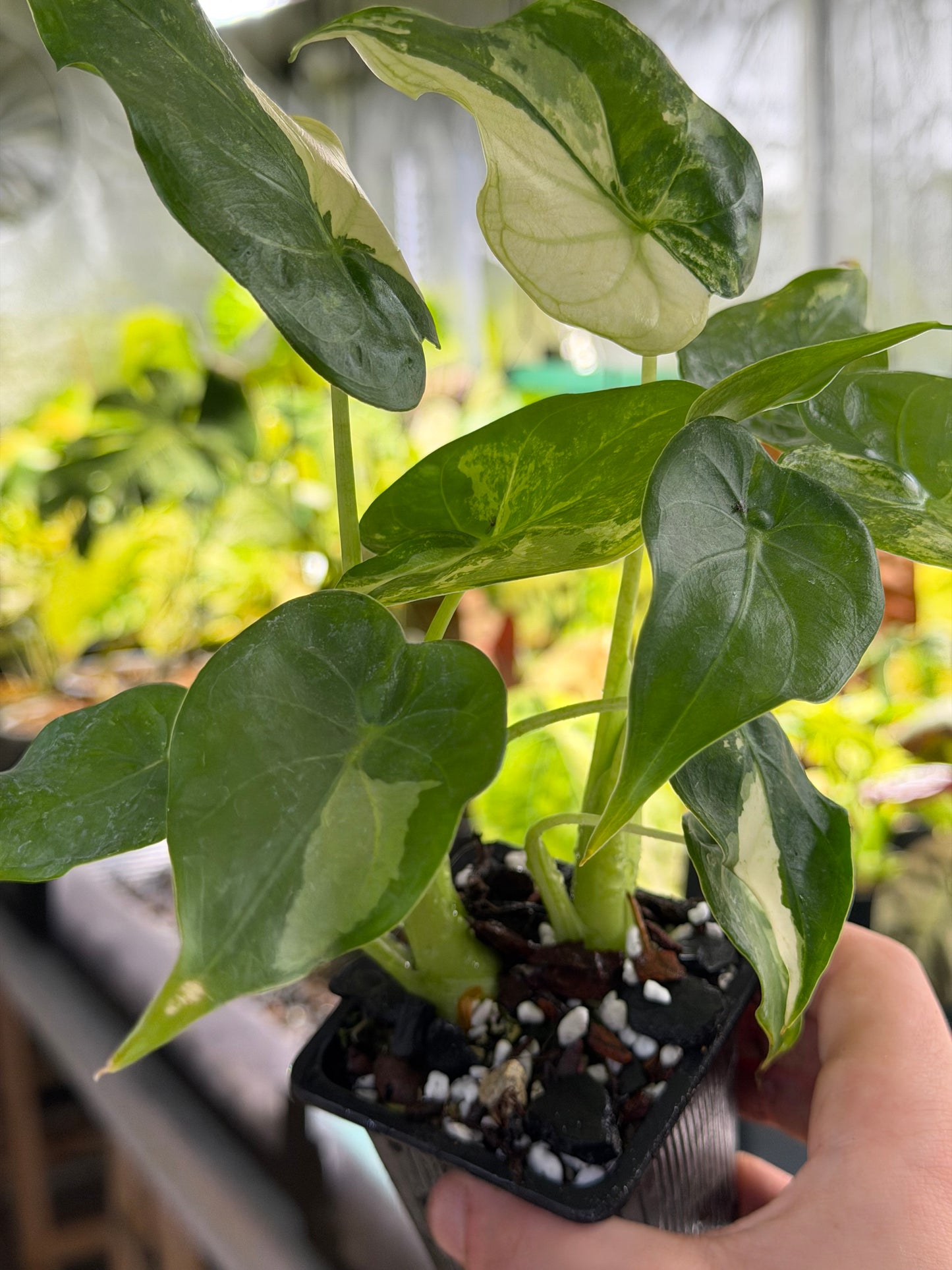 Alocasia Cucullata „Wagyu“ Albo – Größe L
