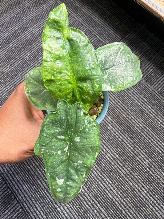 Alocasia Dragon Breath Albo - Précommande Green and White Plants