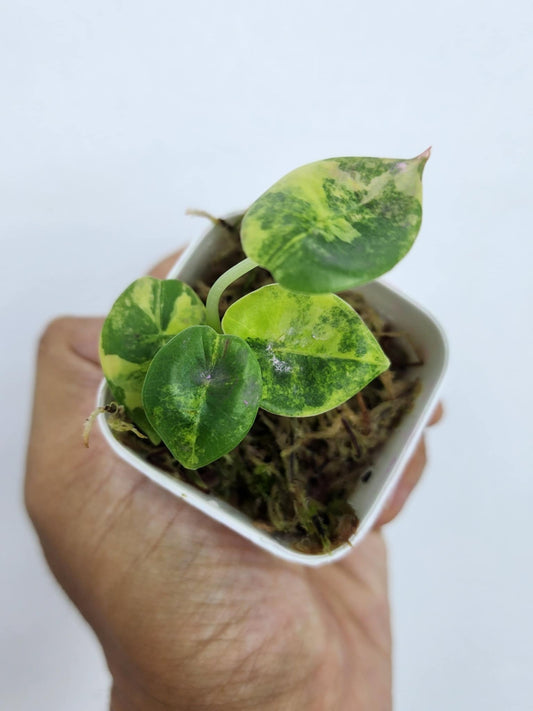 Alocasia Melo Aurea - Précommande Green and White Plants