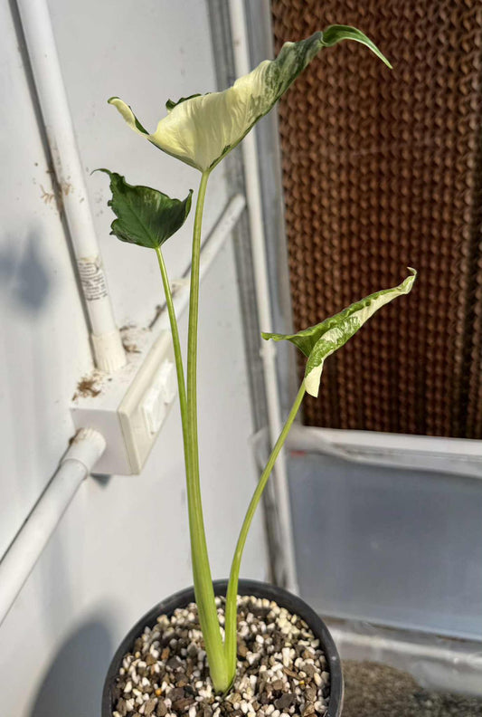 Bulb Alocasia Cucullata Crinkless Albo
