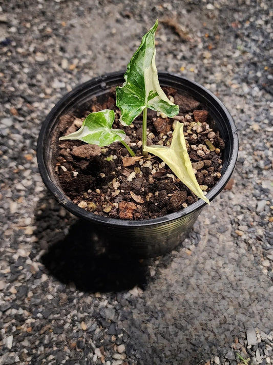 Alocasia Cucullata Crinkles Albo Variegata - Précommande Green and White Plants