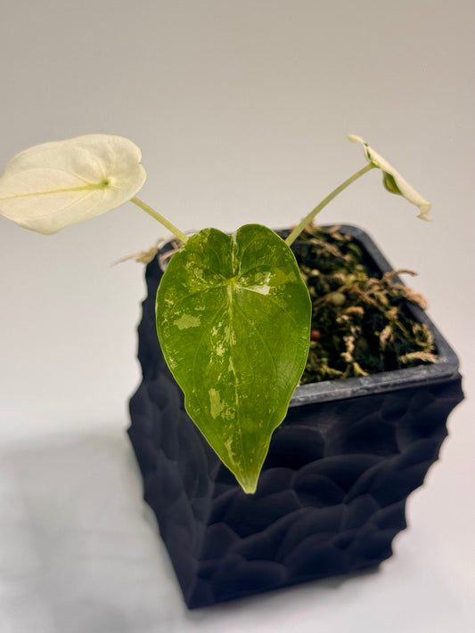 Alocasia Cuculatta “Wagyu” Albo Variegata