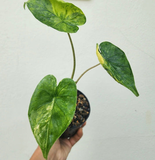 Alocasia Macrorrhiza Shock Treatent Variegata - Précommande Green and White Plants