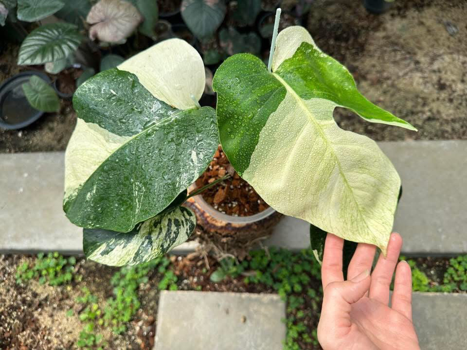 Monstera Jungle Mint Variegata - Livraison 30 jours