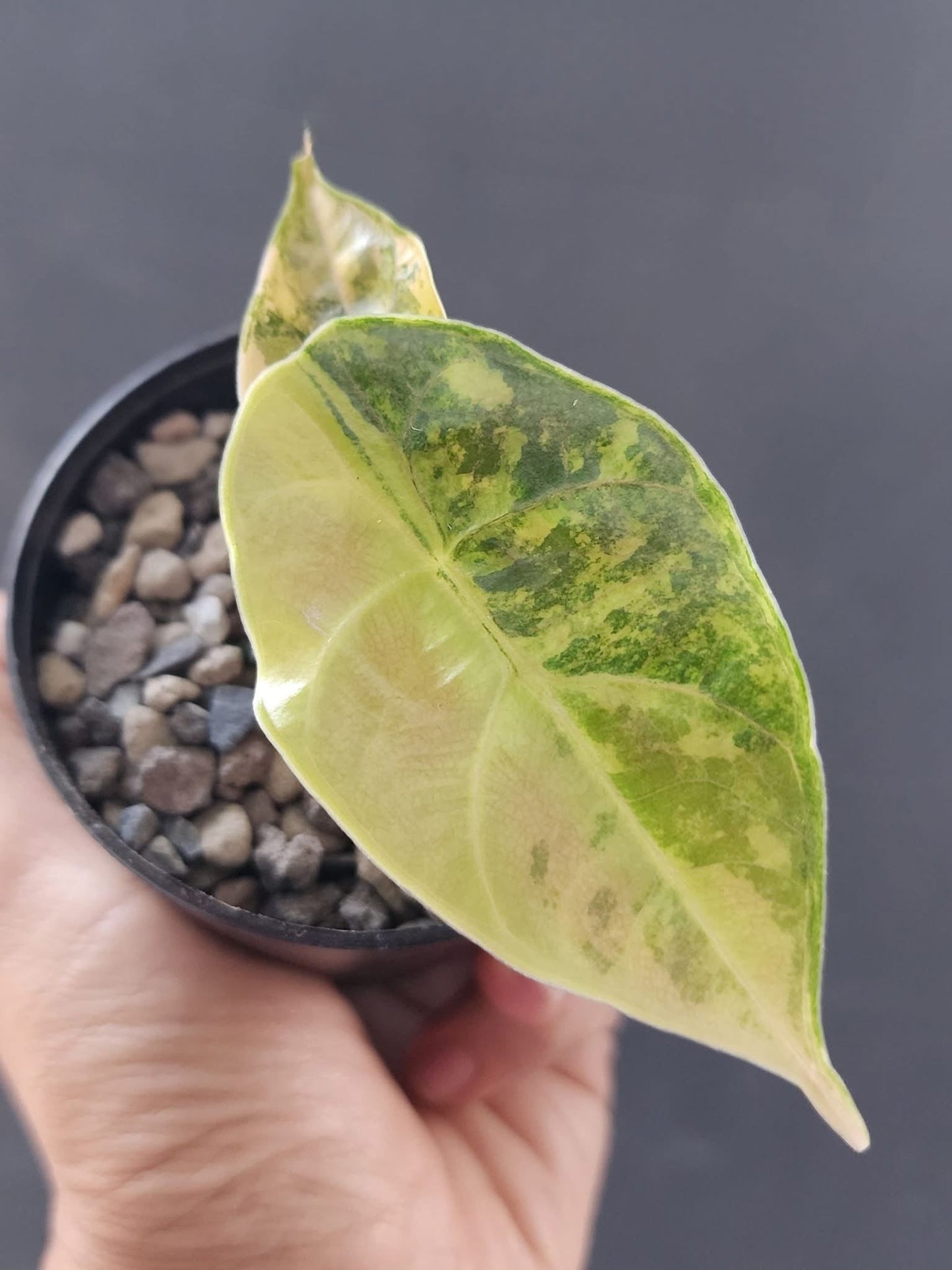 Alocasia Azlanii Aurea Green and White Plants