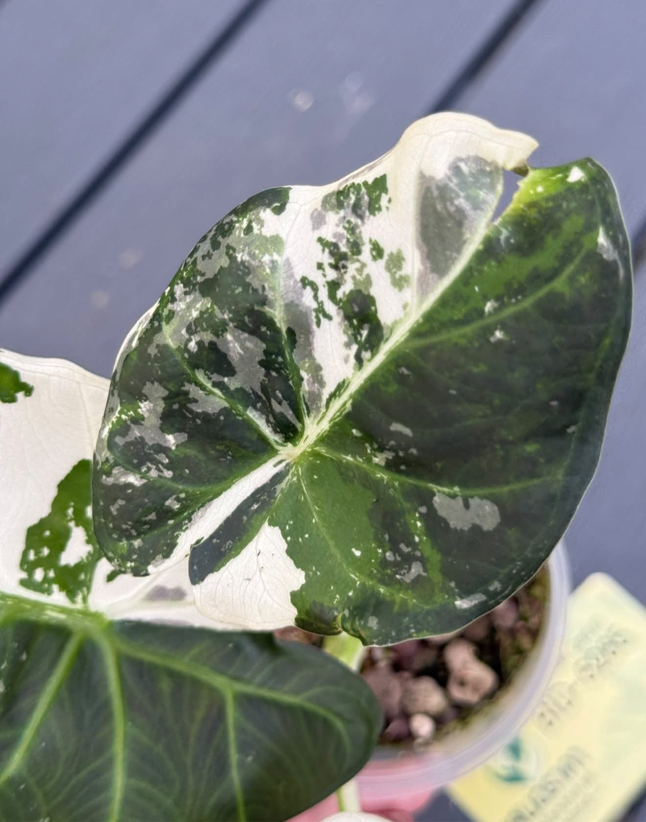 Alocasia Regal Shield Albo/Pink Variegata - Livraison 30 jours