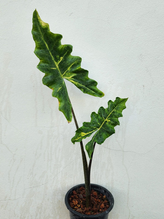 Alocasia Megalodon Aurea Variegata - Précommande Green and White Plants