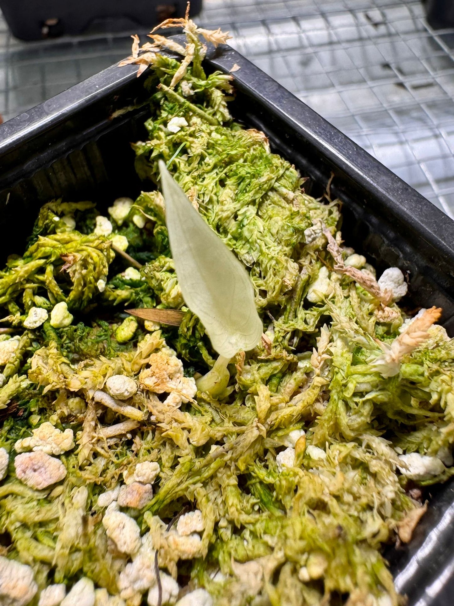 Alocasia Cuculatta « Wagyu » Albo Variegata - Tronçon (avec départ)