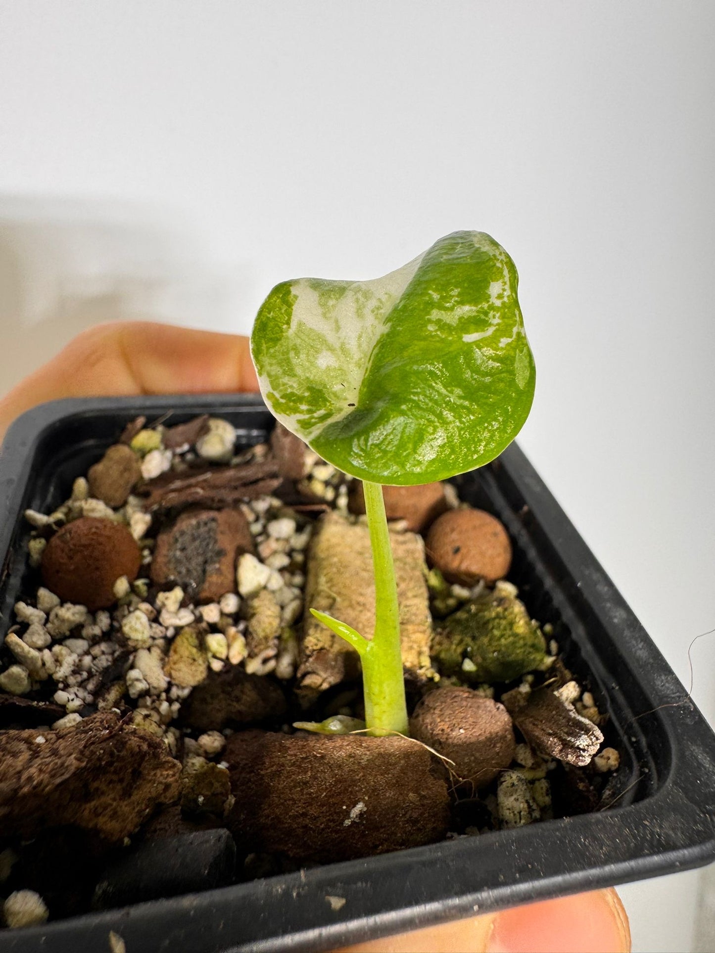 Alocasia Cuculatta « Wagyu » Albo Variegata - Tronçon (1/2 feuilles)