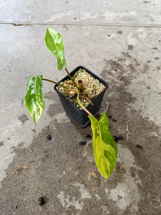 Philodendron Florida Beauty x Mayoï Variegata