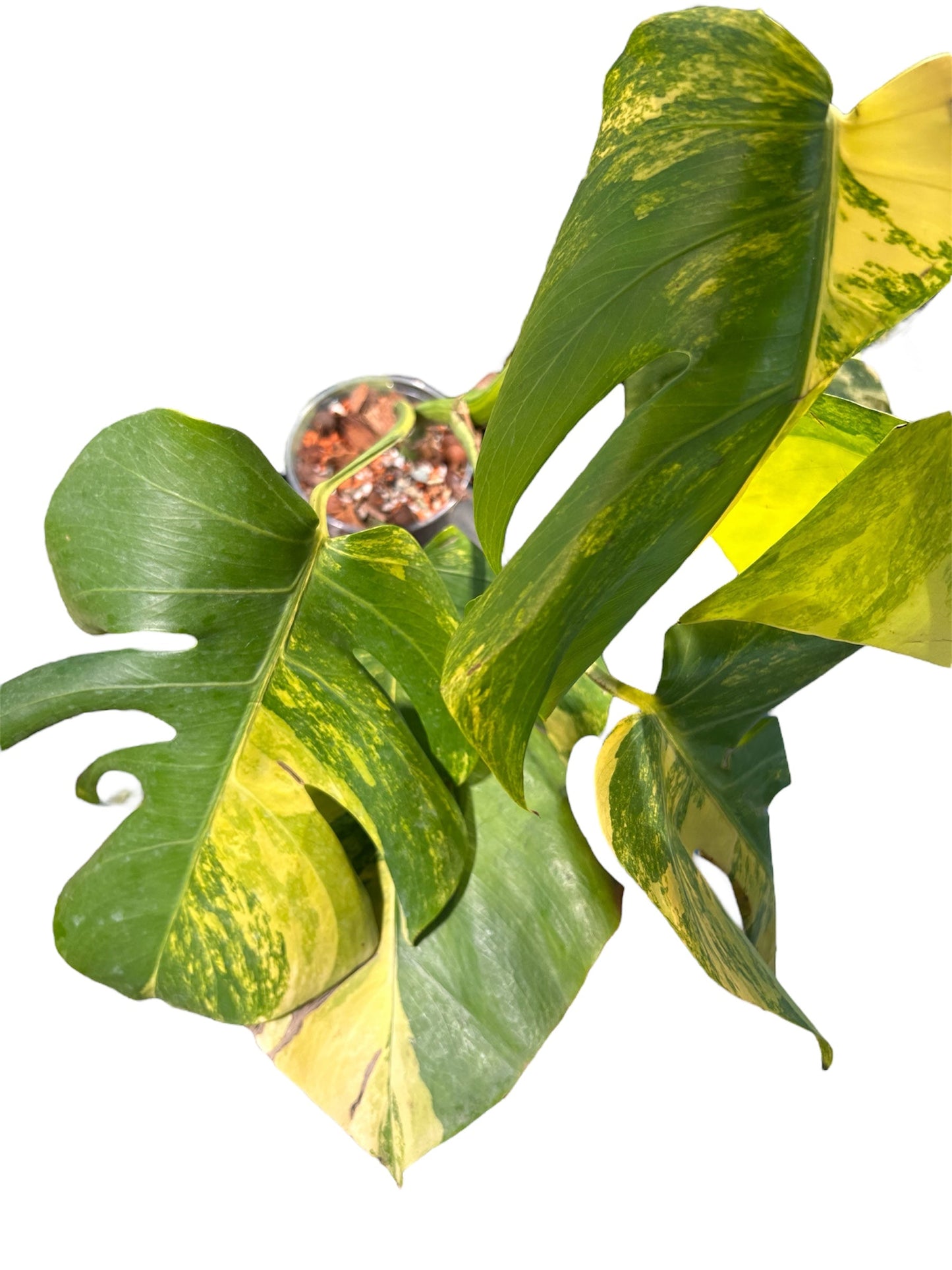 Monstera Aurea Variegata Green and White Plants