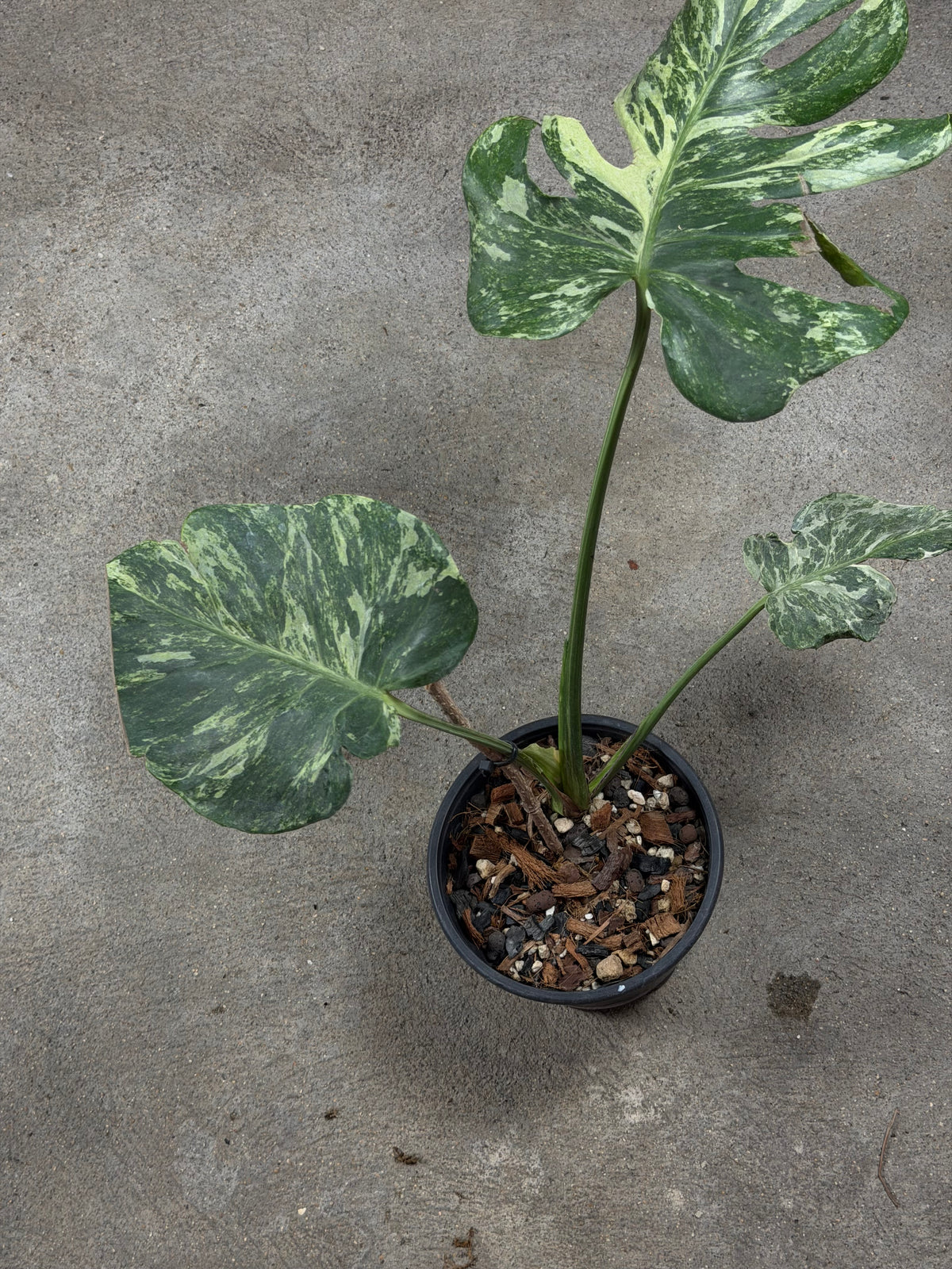 Monstera Ocean Mint