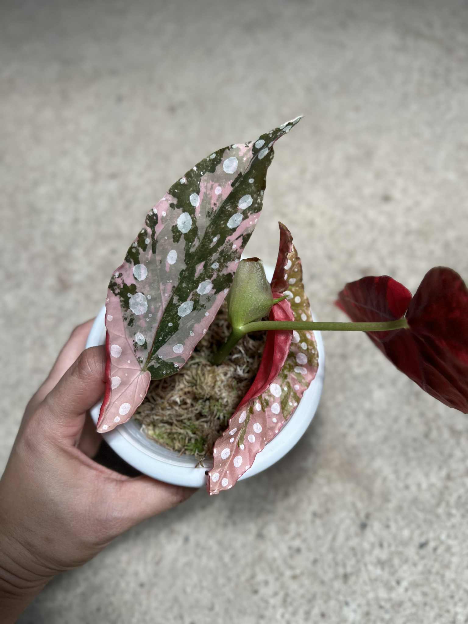 ゆ*と様 Begonia maculata variegata Begonia Maculata Pink Variegata - Pre-order – Green and White Plants