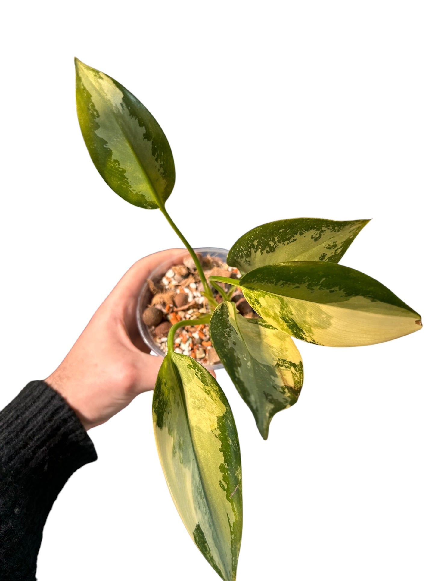 Aglaonema Suvarnnaphumi Variegata Green and White Plants