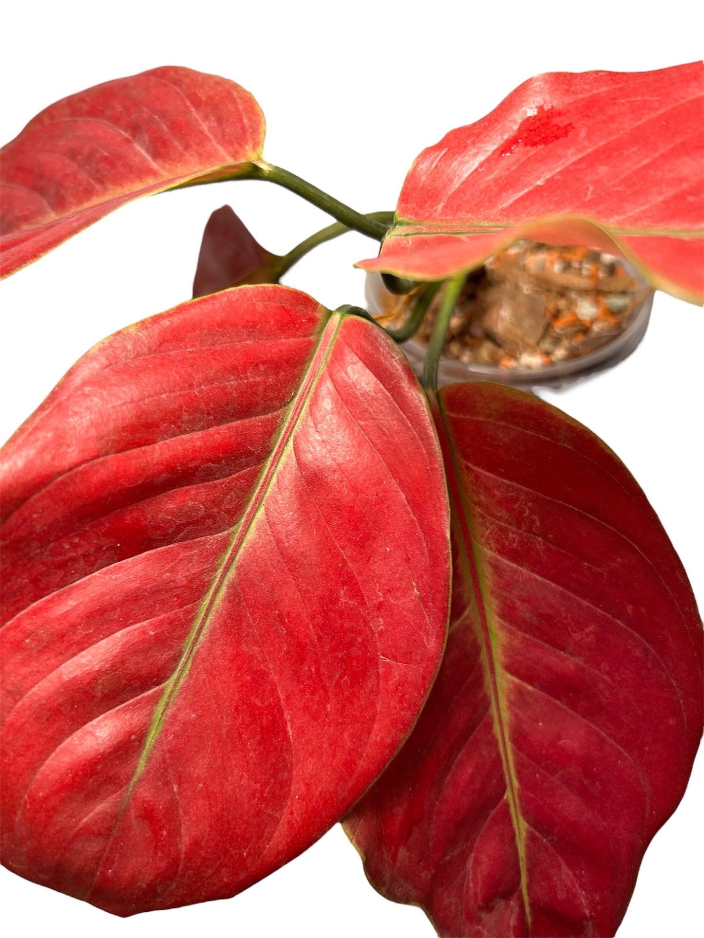 Aglaonema Heng Heng Heng Round Leaves Green and White Plants