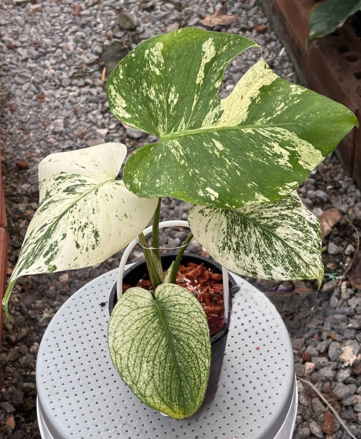 Monstera Deliciosa White Monster - Delivery 15 days