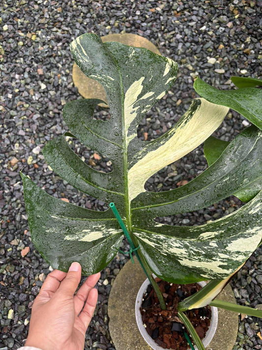 Monstera Jungle Mint variegata - 30-day delivery