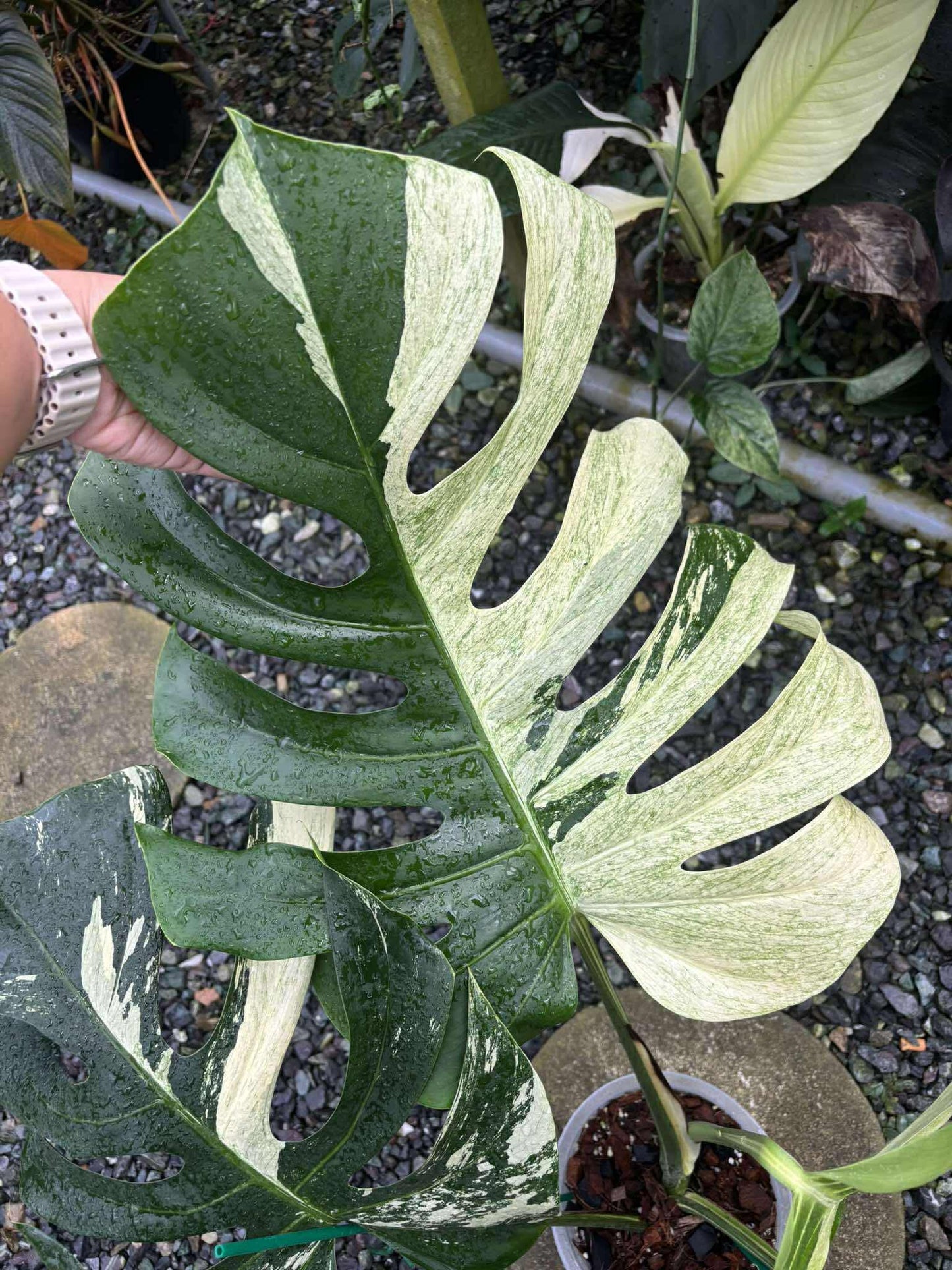 Monstera Jungle Mint variegata - Livraison 30 jours