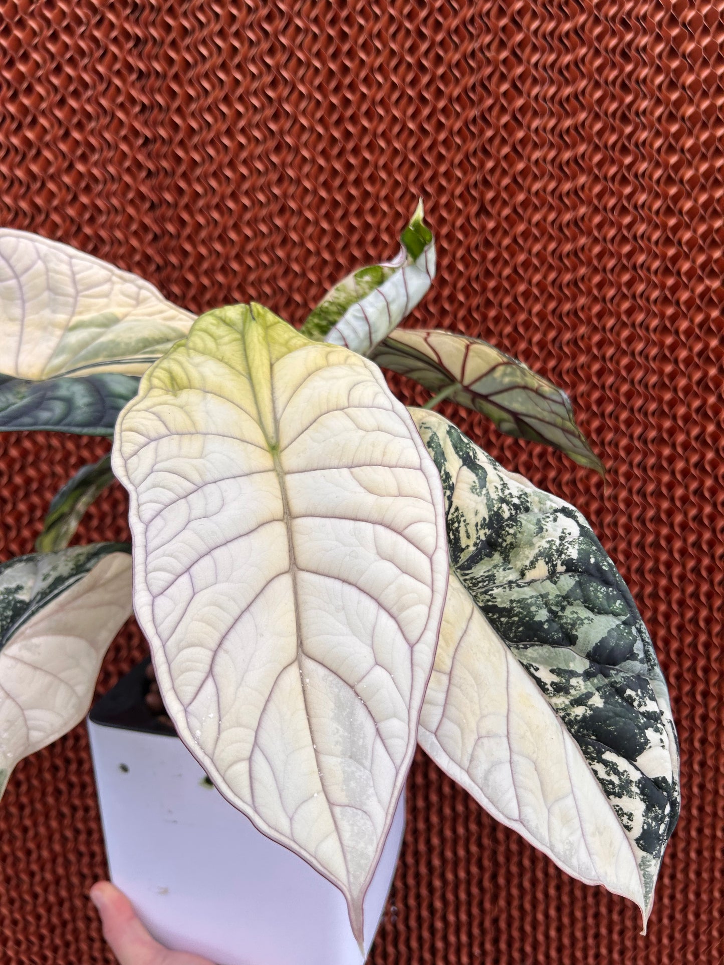Alocasia Baginda Drachenschuppe Albo Variegata - Zwiebel