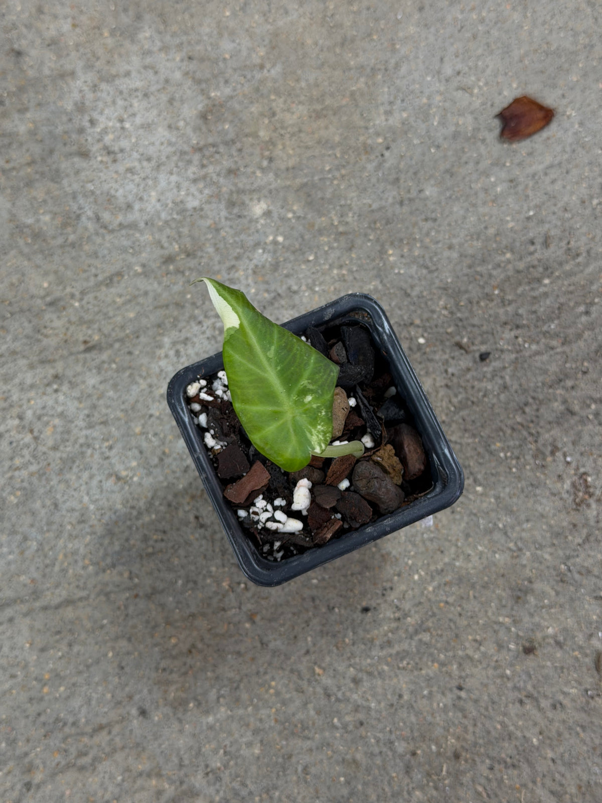 Alocasia Regal Shield Albo/Pink Variegata