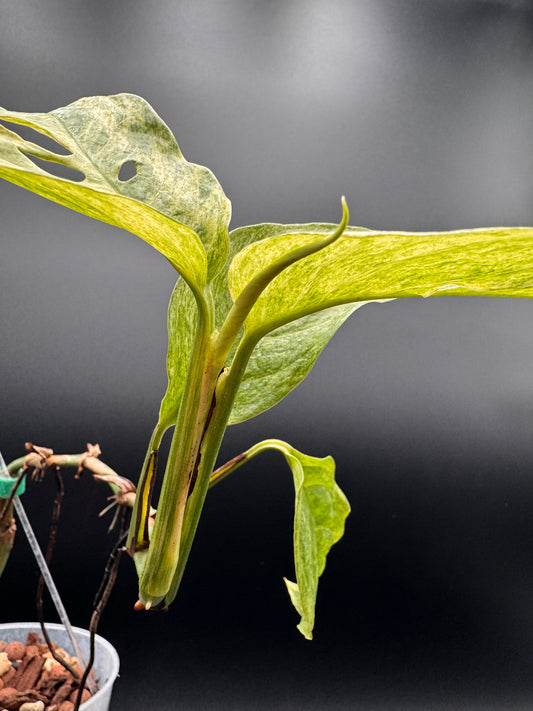 Monstera acuminata sp. laniata super narrow blue mint