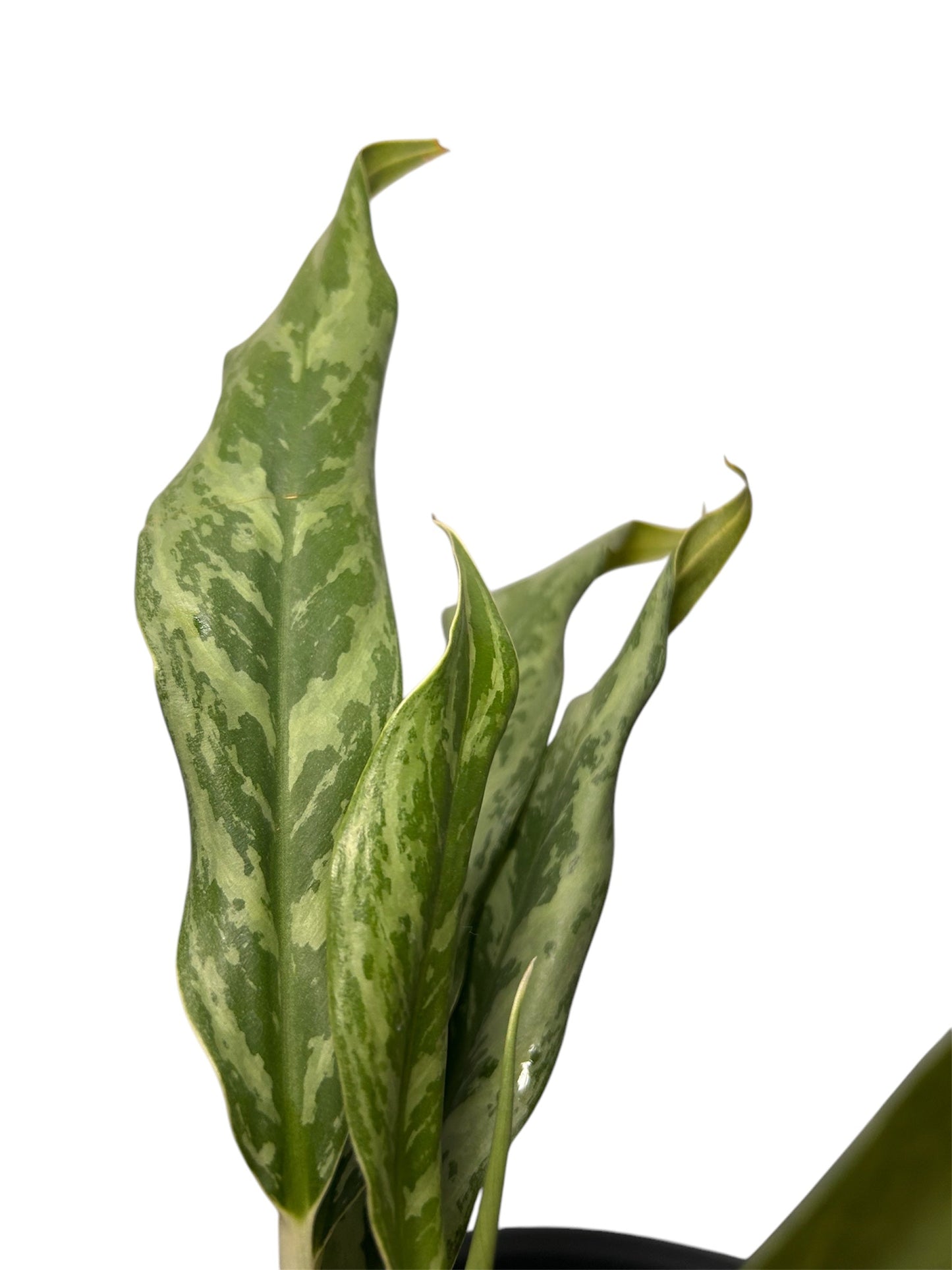 Aglaonema Ngeun Ngeun Green and White Plants