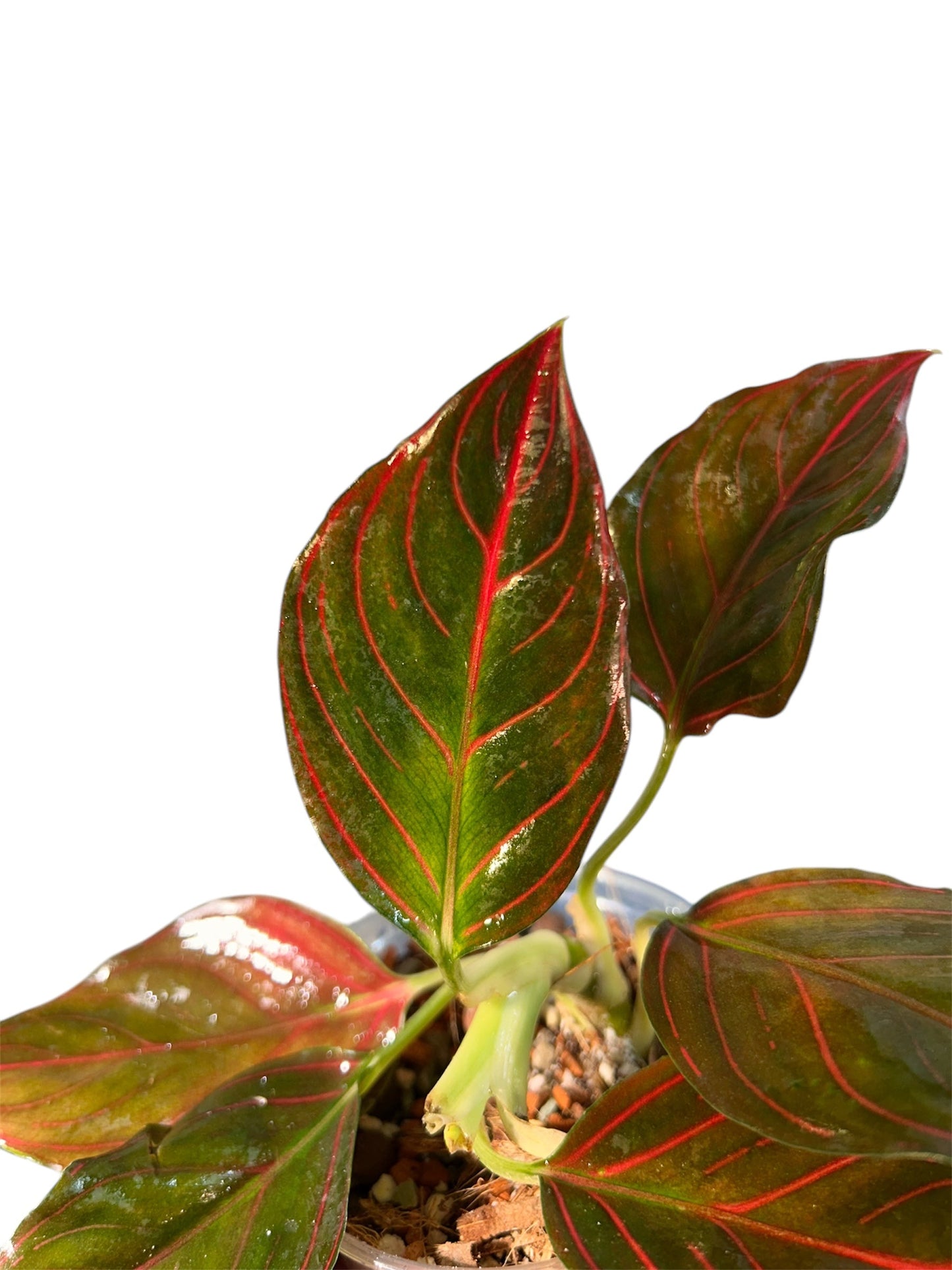 Aglaonema Red Vein Green and White Plants