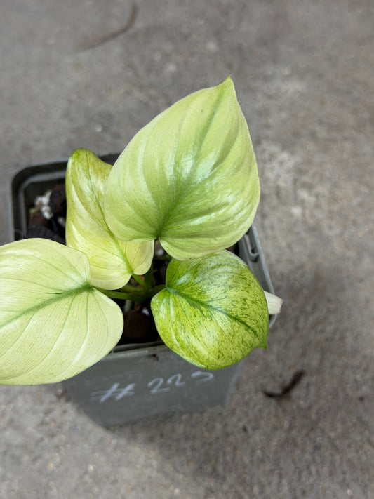 Homalomena Full Mint