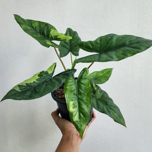 Alocasia Corazon Aurea Variegata - Précommande Green and White Plants