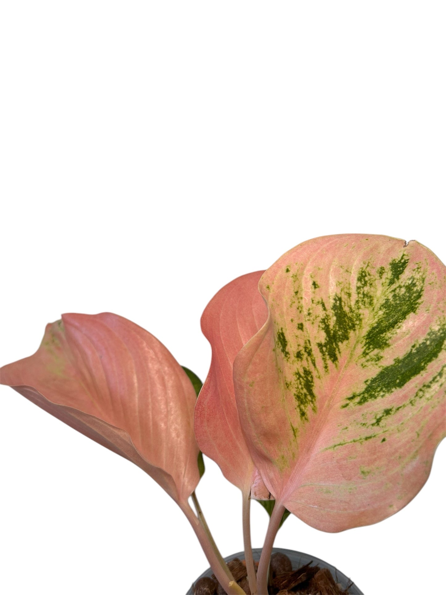 Aglaonema Kumlaingoenkumlaithong Green and White Plants