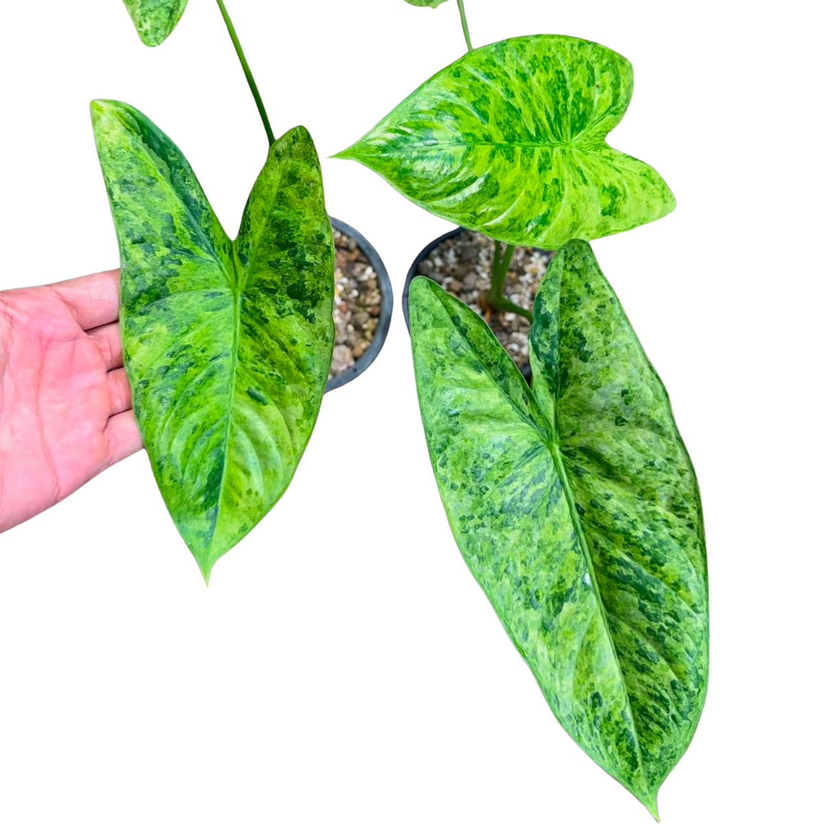 Alocasia Fornicata Mutation - Bulbe