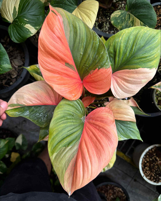Homalomena Chan Nak Pink Variegata - Delivery 15 days
