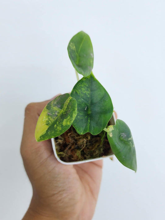 Alocasia Nebula Aurea - Précommande Green and White Plants