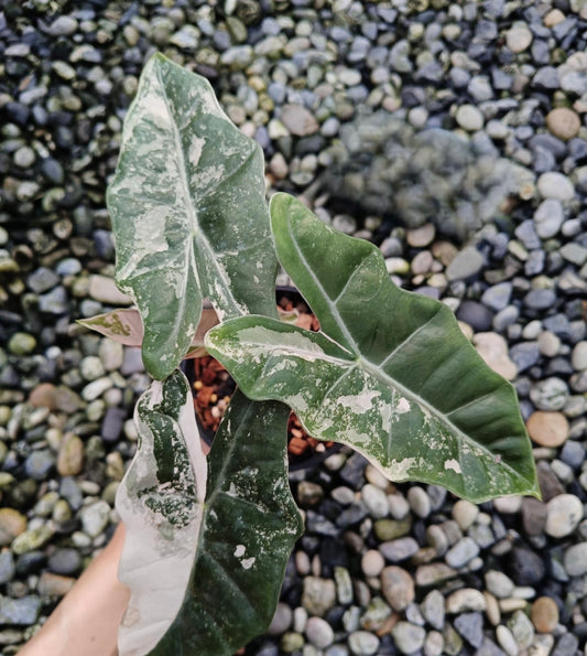 Alocasia Pseudo Sanderiana Albo Pink - Livraison 15 jours