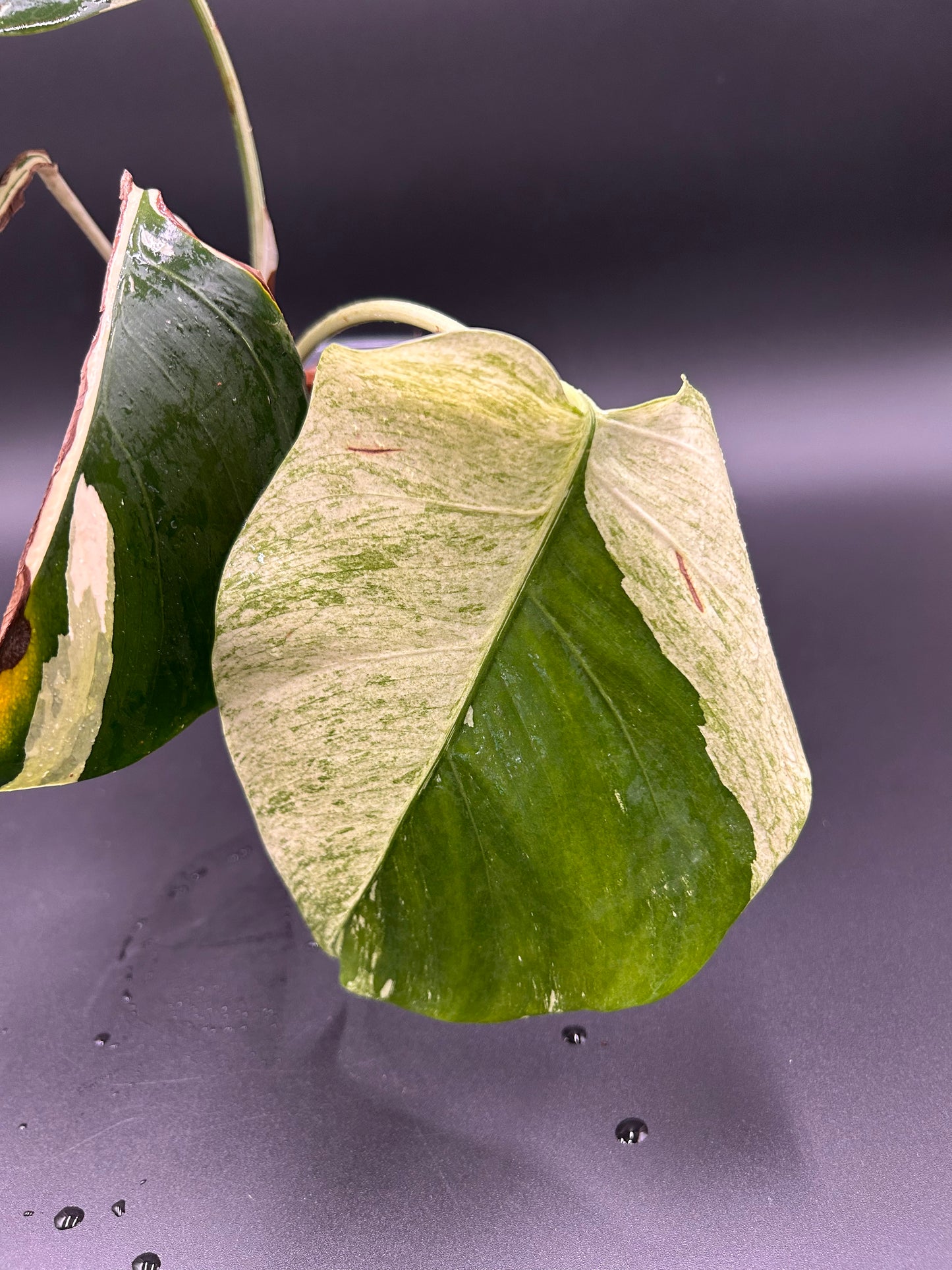 Monstera « Jungle Mint »