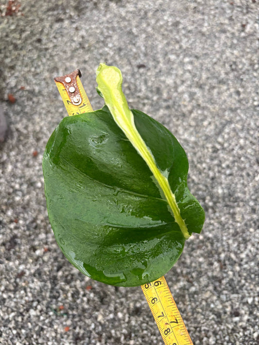 Sur Mesure - Monstera White Lava - 2x boutures Green and White Plants