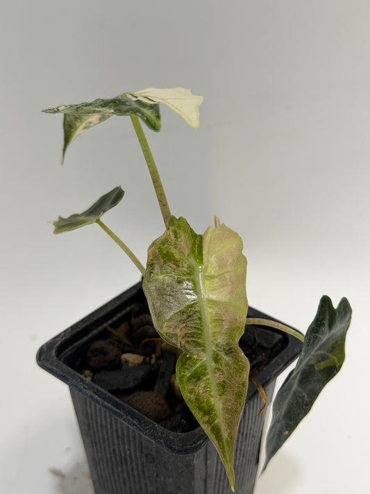 Alocasia Amazonica Pink Albo