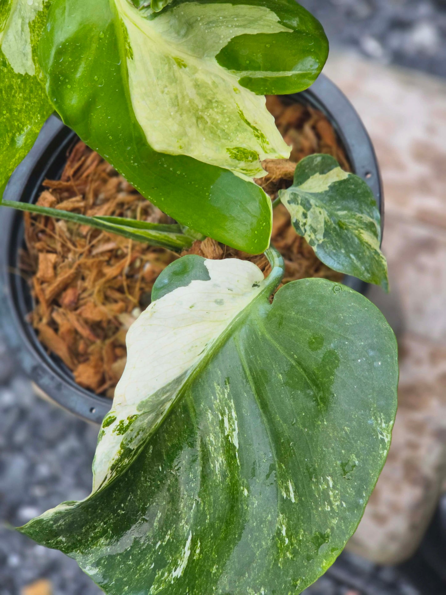 Monstera Ocean Mint Albo Thaï