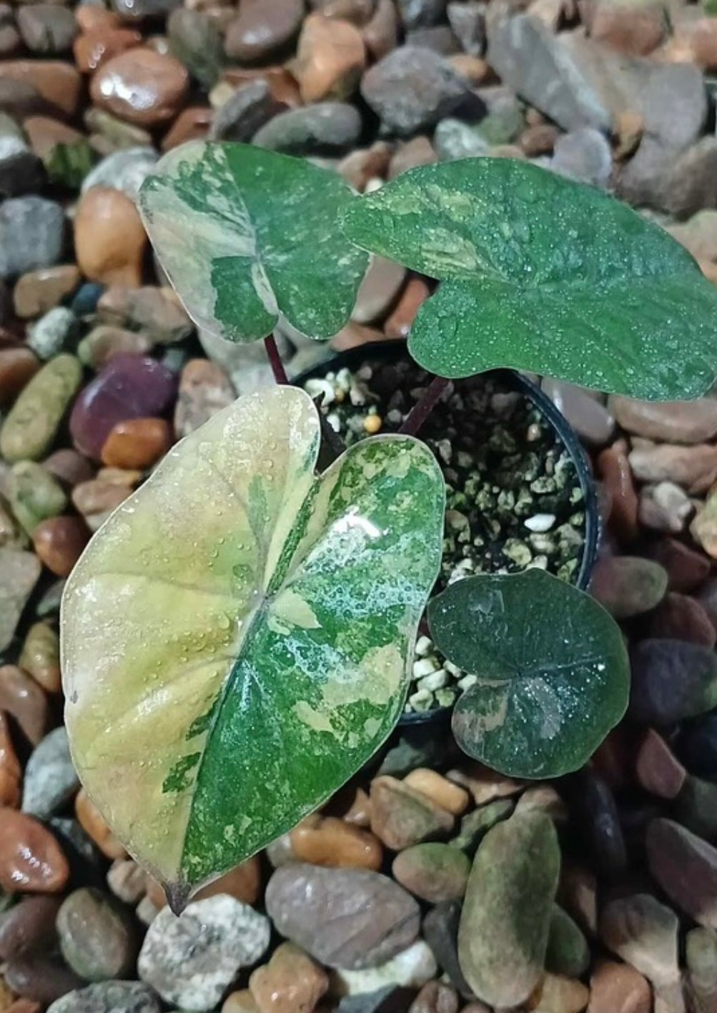 Alocasia Yucatan Gold Pink (new) / Bambino Aurea / Zebrina Aurea / Azlanii - Sur Mesure